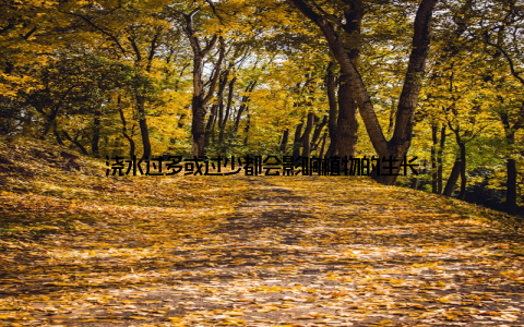 浇水过多或过少都会影响植物的生长