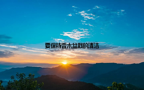 要保持香木盆栽的清洁