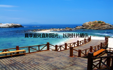 夏季避免直射阳光, 以免叶片晒伤