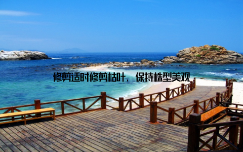 修剪适时修剪枯叶, 保持株型美观