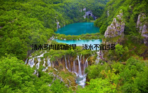 浇水多肉植物耐旱, 浇水不宜过多