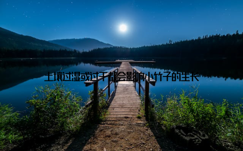 土壤过湿或过干都会影响小竹子的生长