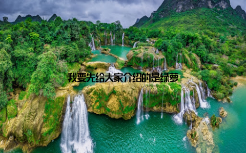 我要先给大家介绍的是绿萝