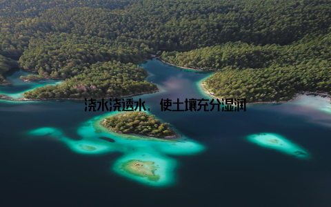 浇水浇透水, 使土壤充分湿润