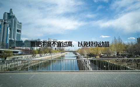 氮肥浓度不宜过高, 以免烧伤幼苗