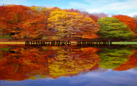 而盆栽梅花更是家中一道亮丽的风景线