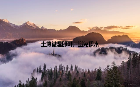 土壤微湿即可, 避免积水