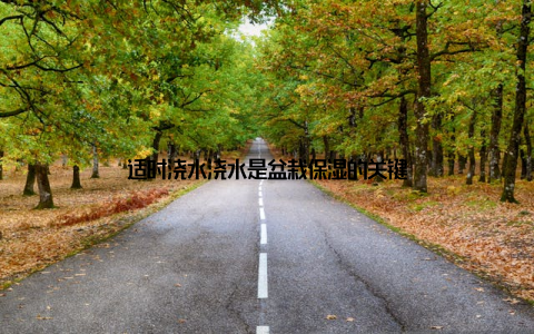 适时浇水浇水是盆栽保湿的关键