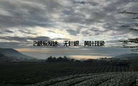 2根系发达, 无烂根、黄叶现象