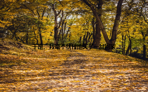 于是, 我毫不犹豫地买了一盆回家
