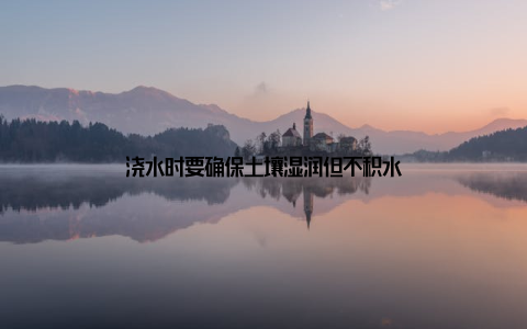 浇水时要确保土壤湿润但不积水