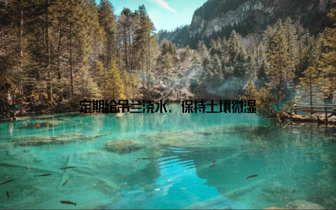 定期给吊兰浇水, 保持土壤微湿