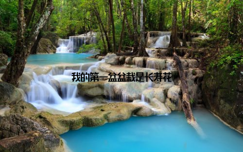 我的第一盆盆栽是长寿花