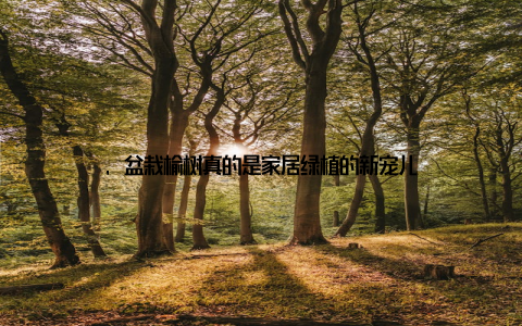 , 盆栽榆树真的是家居绿植的新宠儿