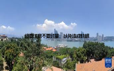 但要注意不要过量, 以免造成烧根