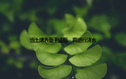 当土壤表面干透后, 再进行浇水