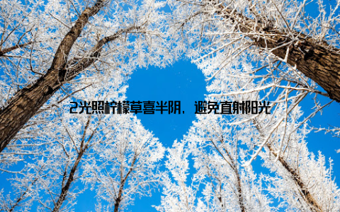 2光照柠檬草喜半阴, 避免直射阳光