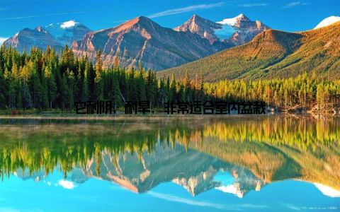 它耐阴、耐旱, 非常适合室内盆栽