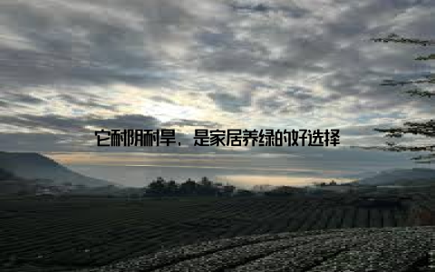 它耐阴耐旱, 是家居养绿的好选择