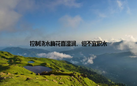 控制浇水梅花喜湿润, 但不宜积水