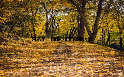 浇水是三角梅养护的关键环节