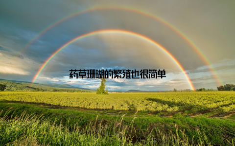 药草珊瑚的繁殖也很简单