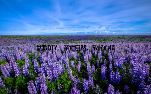 盆栽DIY, 亲近自然, 放松心情