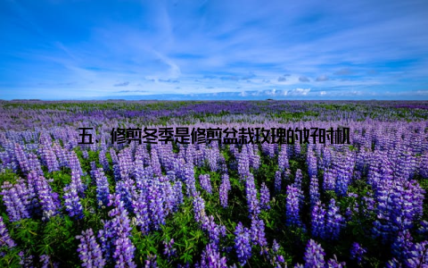 五、修剪冬季是修剪盆栽玫瑰的好时机