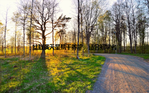 盆栽满天星易于养护, 适合初学者