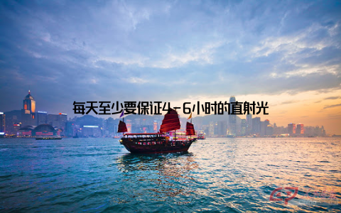 每天至少要保证4-6小时的直射光