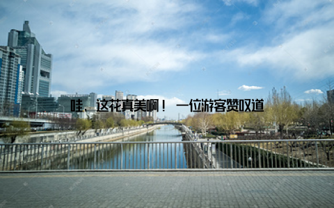 哇, 这花真美啊! 一位游客赞叹道