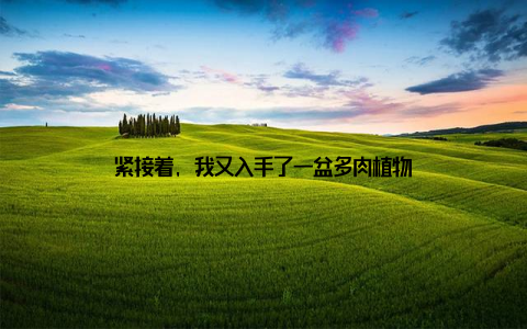 紧接着, 我又入手了一盆多肉植物