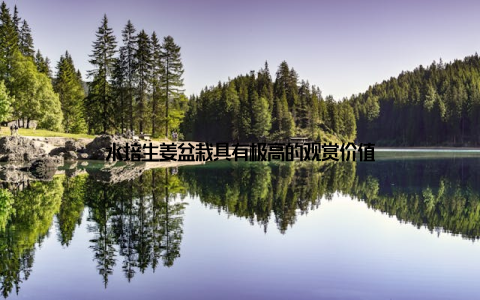 水培生姜盆栽具有极高的观赏价值