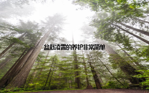 盆栽凌霄的养护非常简单