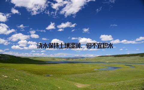 – 浇水保持土壤湿润, 但不宜积水