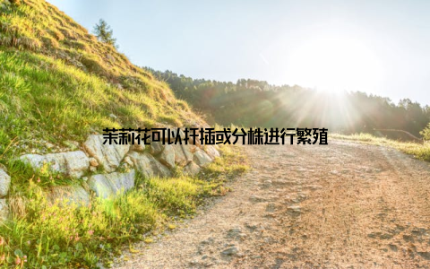 茉莉花可以扦插或分株进行繁殖