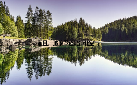 而且, 玻璃翠还能净化空气