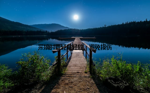 采摘时要轻拿轻放, 避免损伤