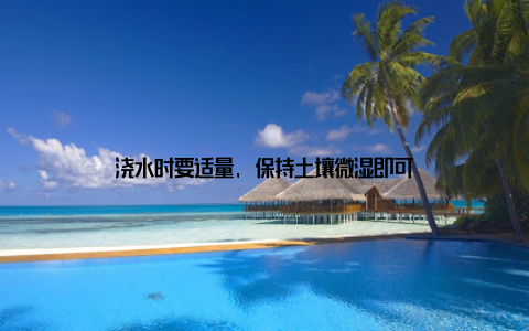 浇水时要适量, 保持土壤微湿即可