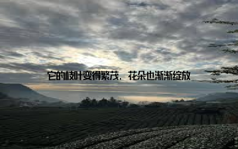 它的枝叶变得繁茂, 花朵也渐渐绽放