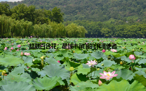 盆栽百合花, 是城市角落的浪漫使者