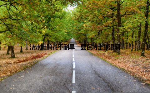 浇水杜鹃花不耐旱, 要保持土壤湿润