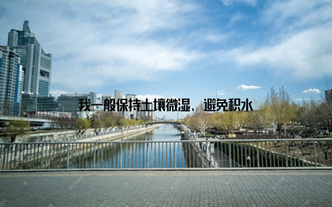 我一般保持土壤微湿, 避免积水