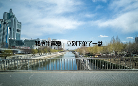 我心生喜爱, 立刻下单了一盆