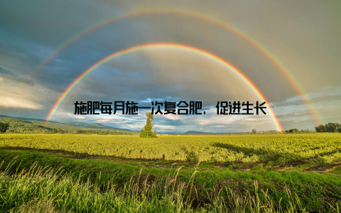 施肥每月施一次复合肥, 促进生长