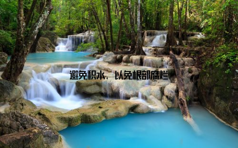 避免积水, 以免根部腐烂