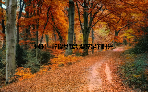 同时, 柠檬盆栽需要充足的阳光