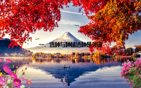 一、选种与种植选种是关键