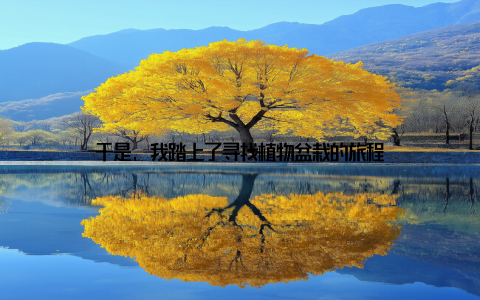 于是, 我踏上了寻找植物盆栽的旅程