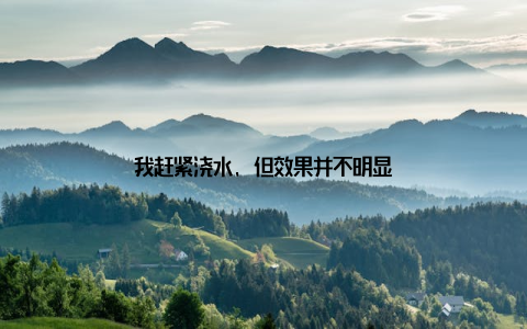 我赶紧浇水, 但效果并不明显